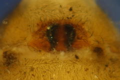 Coelotes atropos