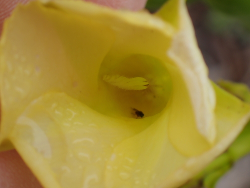 Foto de Alamanda-de-praia