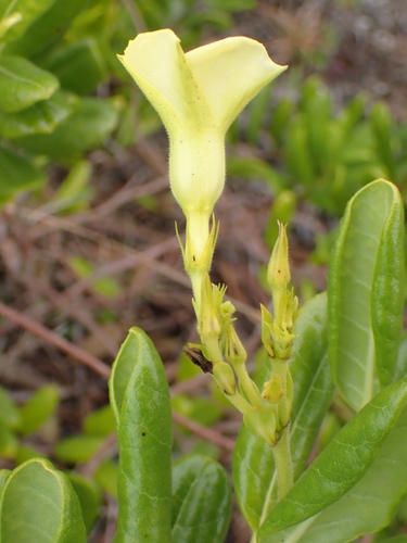 Foto de Alamanda-de-praia