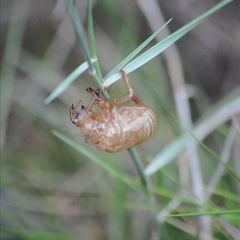 Cicada orni
