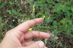 Hieracium longipilum
