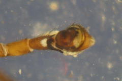 Philodromus collinus