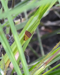 Phytometra rhodarialis