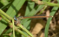 Platycnemis acutipennis
