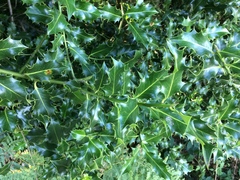 Ilex aquifolium