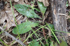 Hieracium longipilum