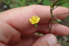 Hieracium longipilum