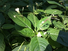Impatiens parviflora