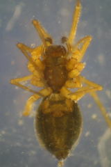 Agyneta rurestris