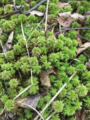 Sphagnum magellanicum