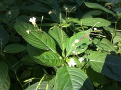 Impatiens parviflora