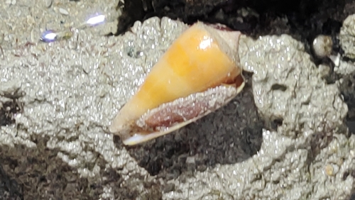 フクスケヤキイモ