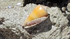フクスケヤキイモ