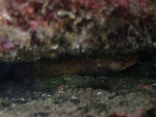 Threebeard rockling (Gaidropsarus vulgaris) — Lotidae — 4