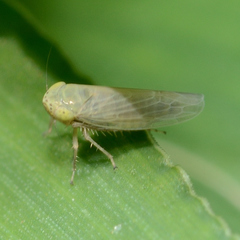 Graminella nigrifrons