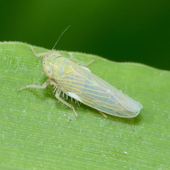 Graminella nigrifrons