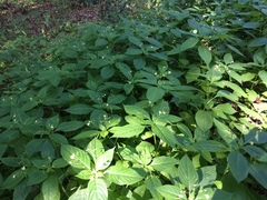 Impatiens parviflora