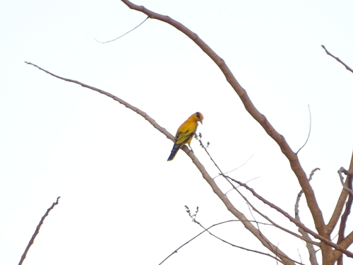 African Golden Oriole