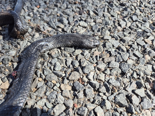 Blue-bellied Black Snake sighting