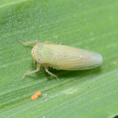 Graminella nigrifrons