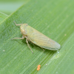 Graminella nigrifrons