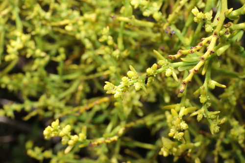 Misodendron gayanum (Misodendrum gayanum)