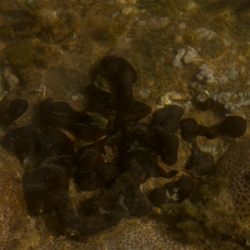 Codium intertextum observed 2025-01-27