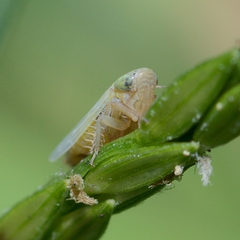 Graminella nigrifrons