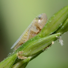 Graminella nigrifrons