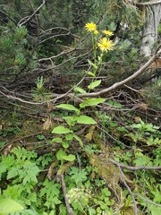 Doronicum austriacum