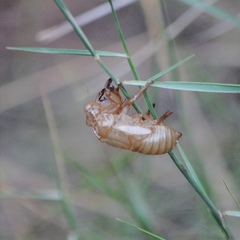 Cicada orni