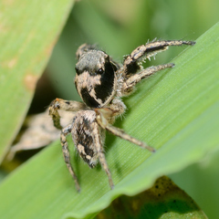 Habronattus coecatus