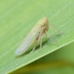 Graminella nigrifrons