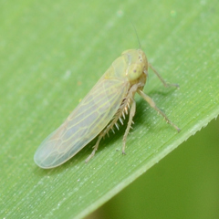 Graminella nigrifrons