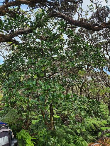 Psychotria mariniana observed 2024-10-23