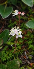 Bryanthus gmelinii