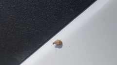 Acanthoscelides pallidipennis