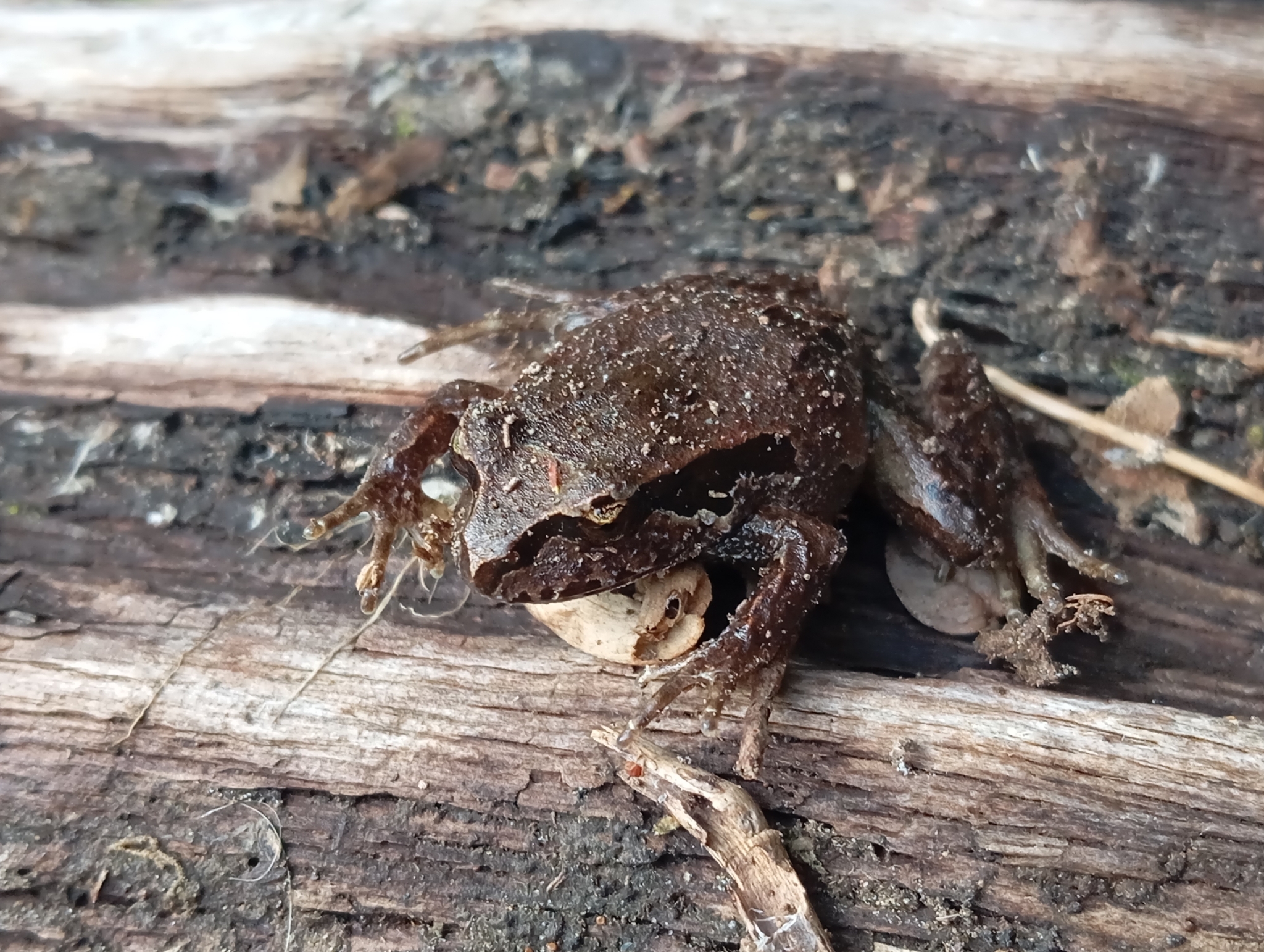 Eupsophus calcaratus (Günther, 1881)