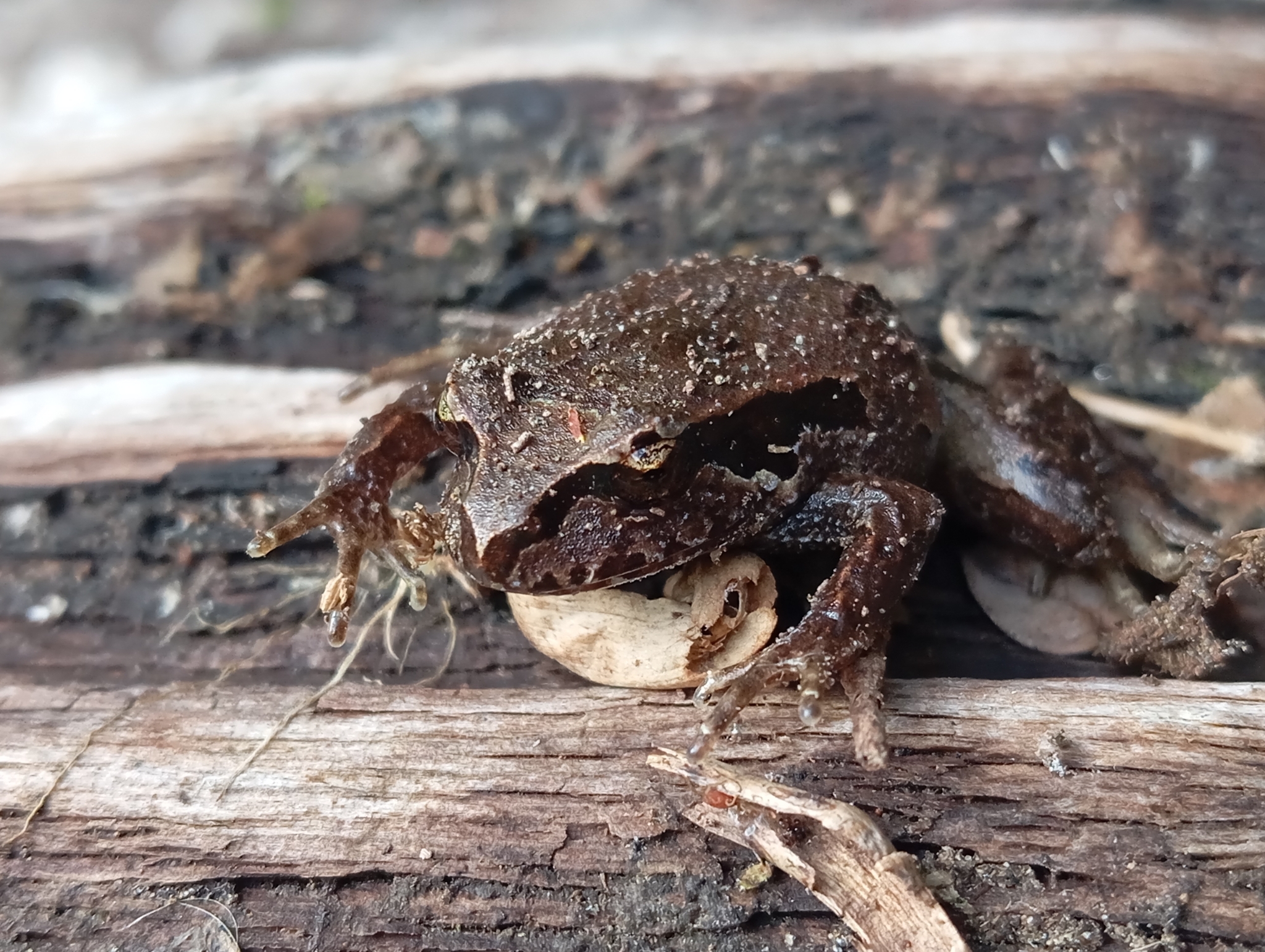 Eupsophus calcaratus (Günther, 1881)