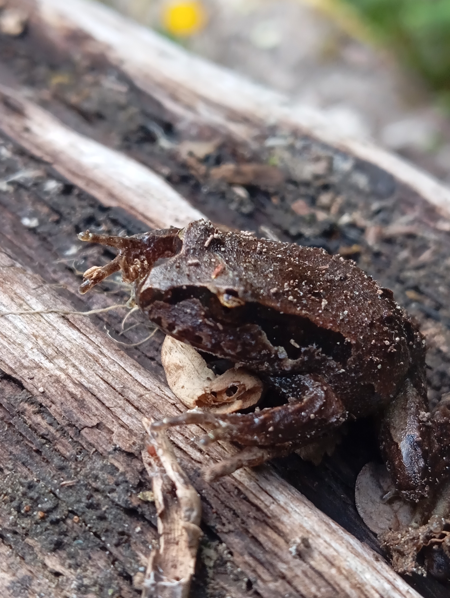 Eupsophus calcaratus (Günther, 1881)