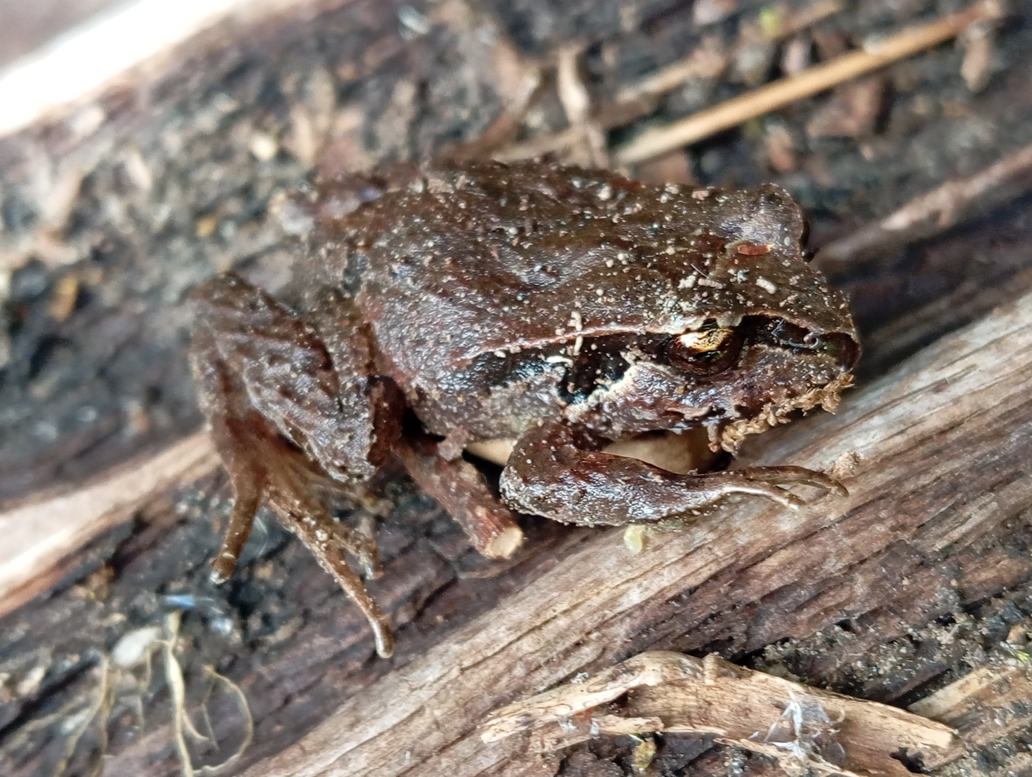 Eupsophus calcaratus (Günther, 1881)