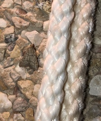 Bostra obsoletalis
