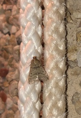 Bostra obsoletalis
