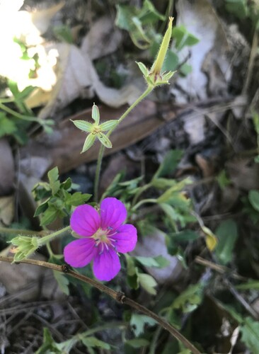 Image of Geranium thunbergii by no rights reserved