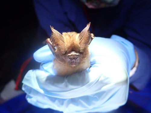 Ridley's Leaf-nosed Bat