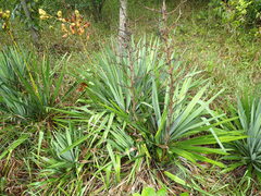 Yucca flaccida