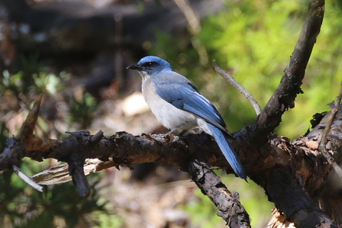 Transvolcanic Jay (Aphelocoma ultramarina), photo 9
