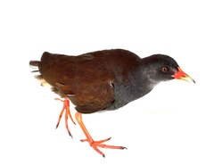 Colombian Crake photo 3