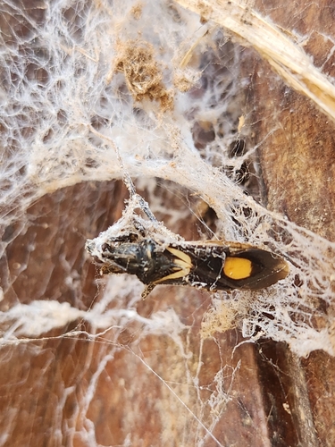 Rasahus hamatus