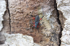 Microtomus cinctipes